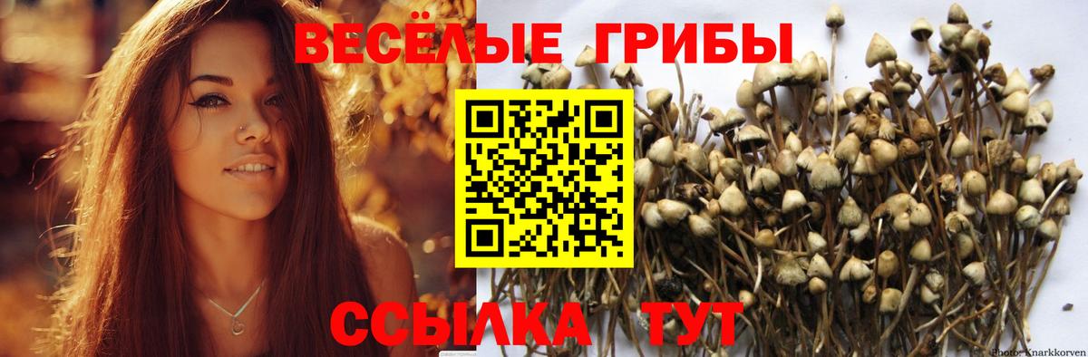 Галлюциногенные грибы Psilocybe  Вход с VPN  Псилоцибиновые грибы Psilocybe  цена наркотик  Лыткарино 